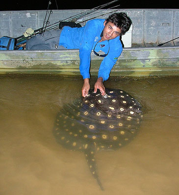 2790_White-blotched River Stingray_Potamotrygon leopoldi.jpg